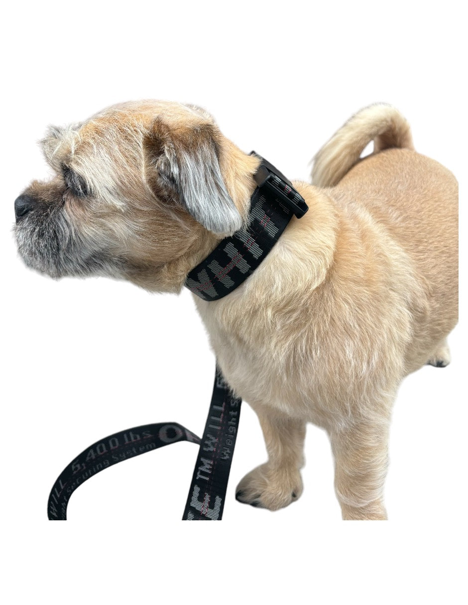 CORREA Y COLLAR PARA PERRO OFF WHITE