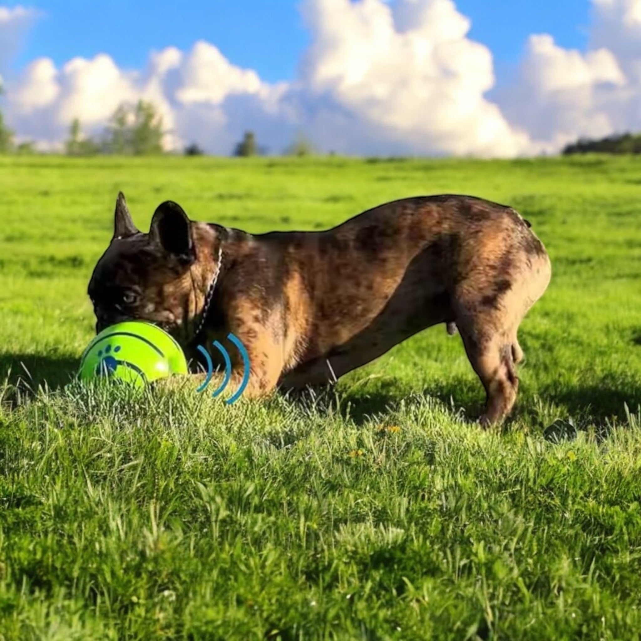 PELOTA CON SONIDO INTEGRADO PARA PERRO PETMAX